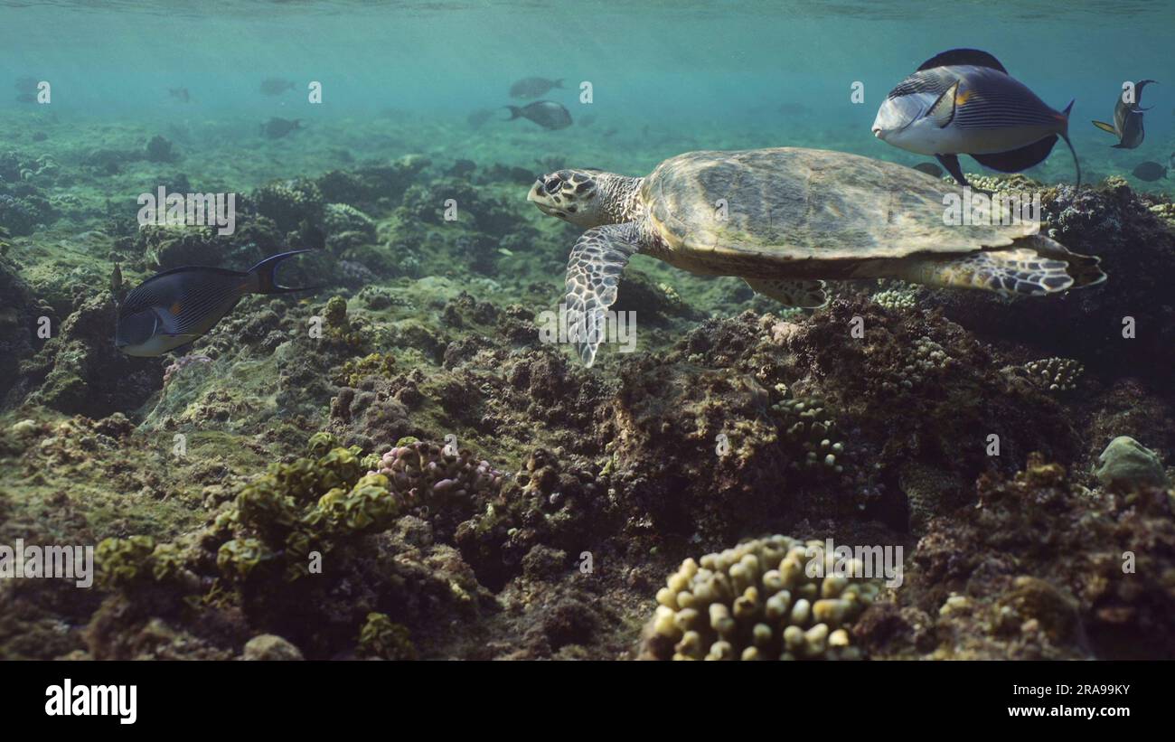 Hawksbill Sea Turtle oder Bissa (Eretmochelys imbricata) Schwimmen begleitet von Rotmeer Clown Chirurgen (Acanthurus sohal) unter den Wellen, Rotes Meer, Stockfoto
