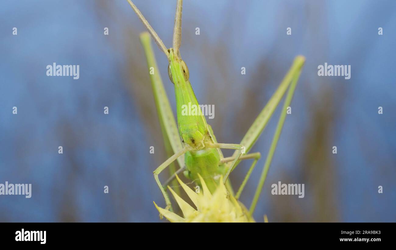 Frontales Porträt des grauen Grashügels Acrida mit schrägem Gesicht, der auf Stacheln auf Gras und blauem Himmelshintergrund sitzt. Stockfoto