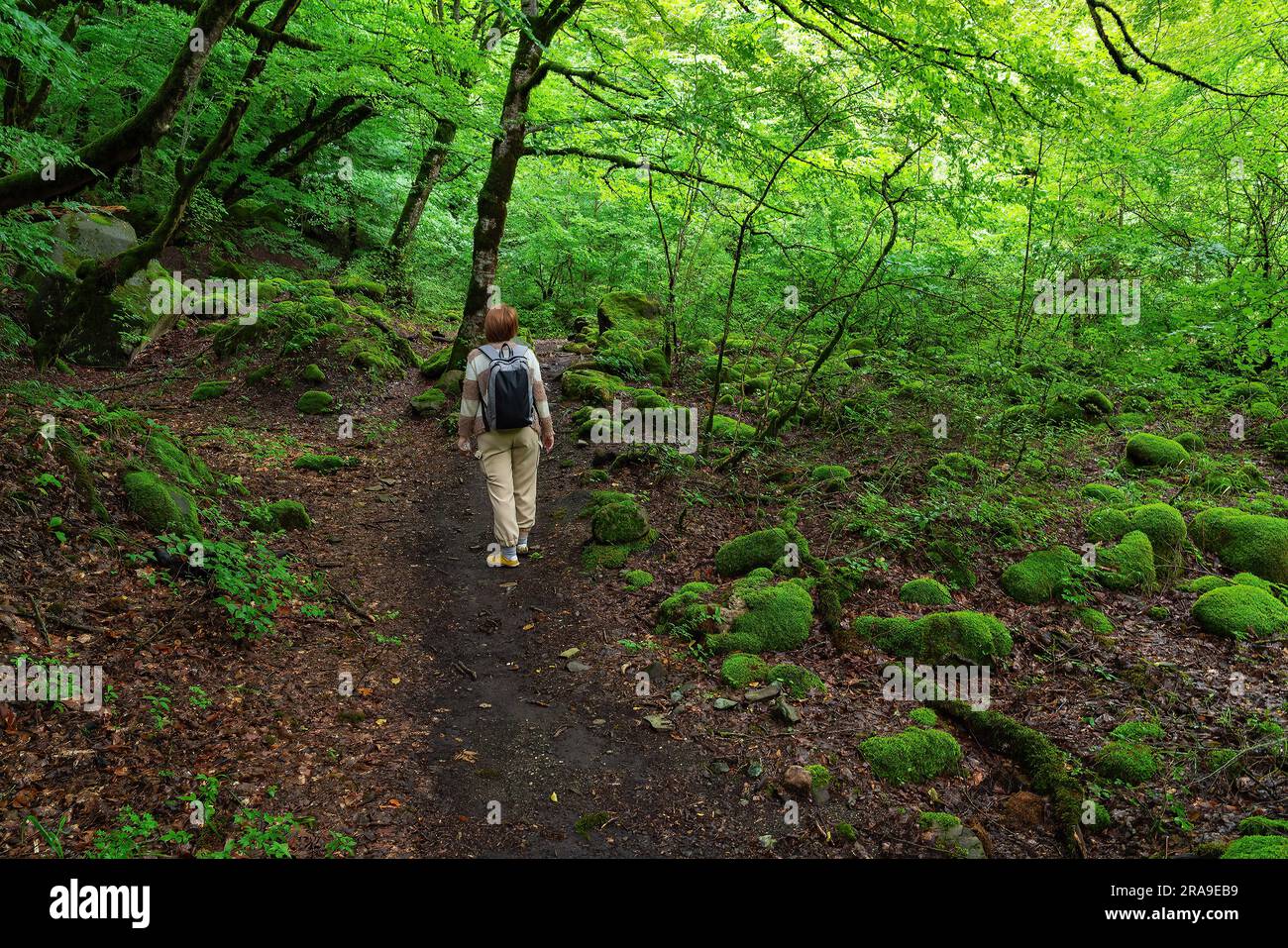 Reisende auf einem Wanderweg in einem dichten, nassgrünen Wald Stockfoto