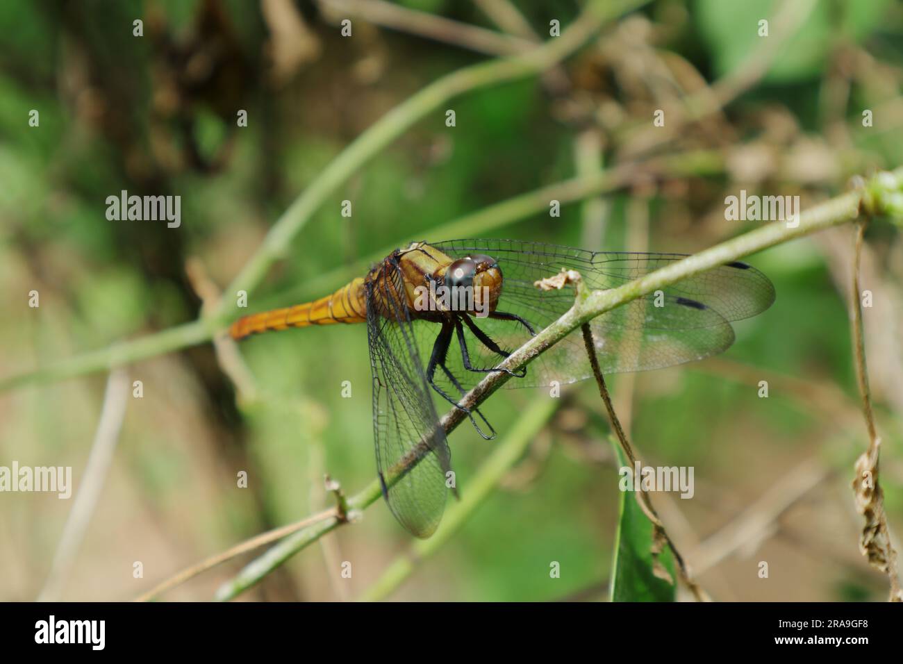Nahaufnahme einer weiblichen Libelle aus dem Sumpfhawk, die auf einem Weinstiel im Garten sitzt Stockfoto