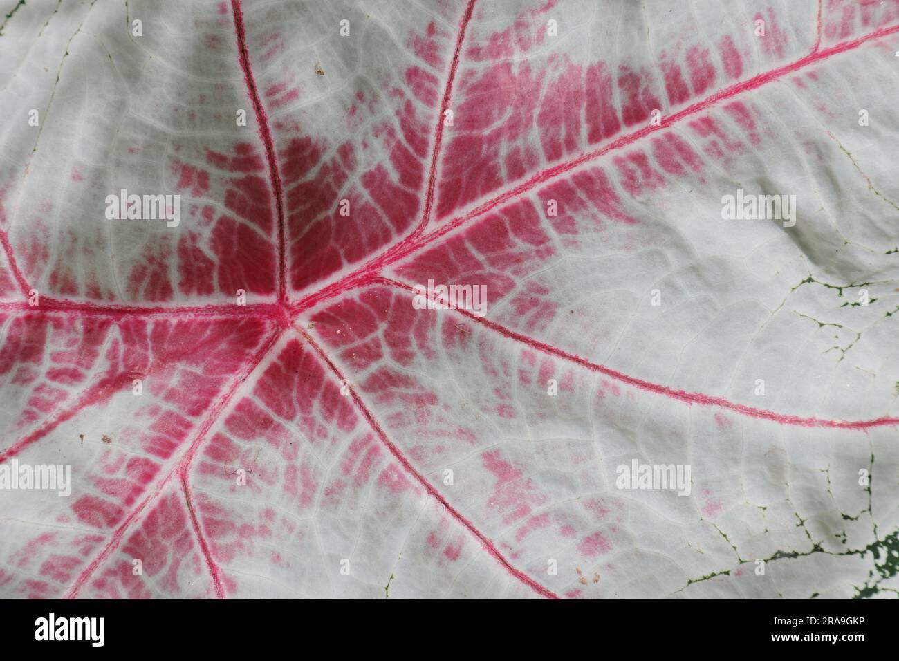 Extreme Nahaufnahme einer rot-weißen Oberfläche mit Caladium-Blättern Stockfoto