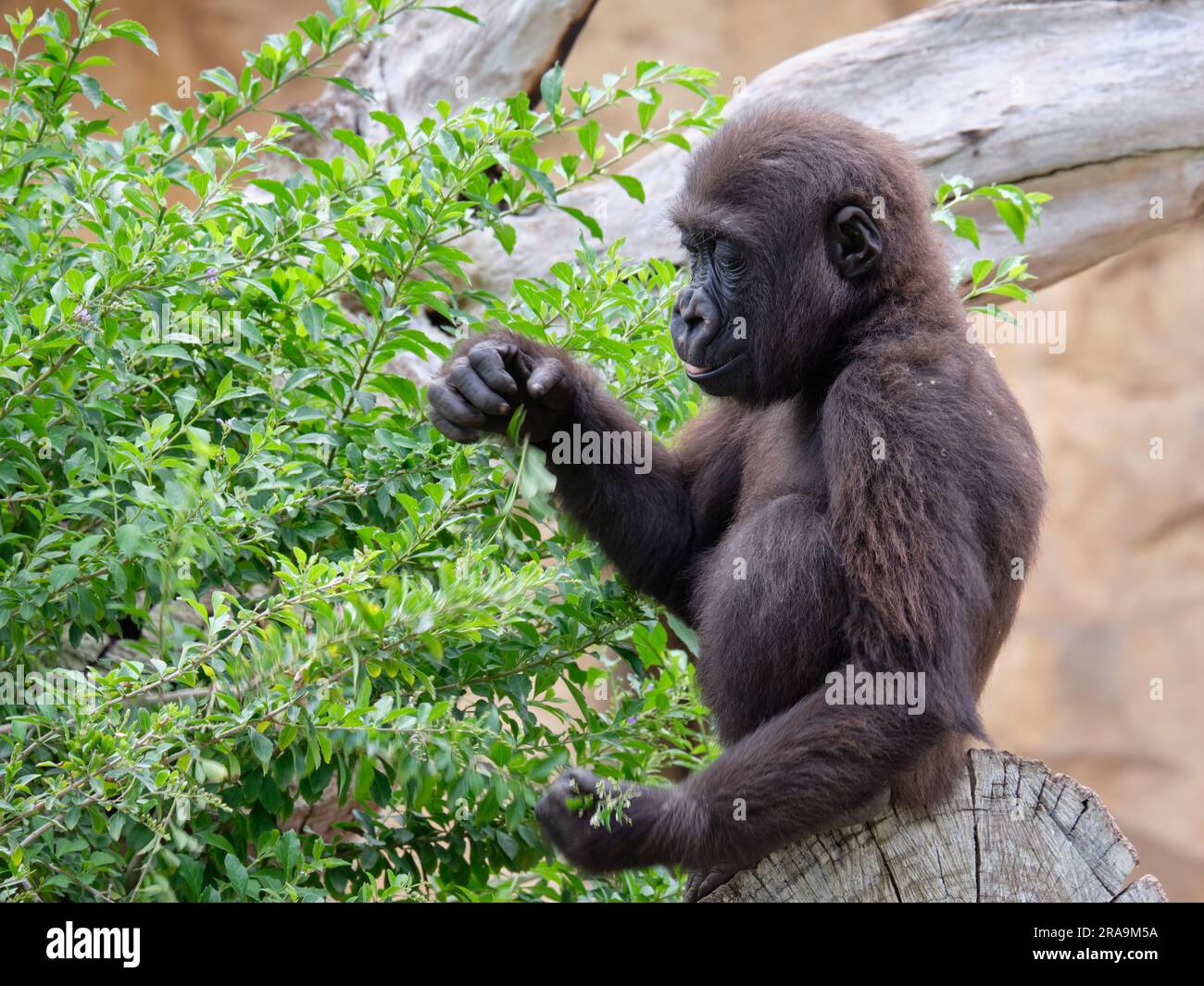 Junger westlicher Tieflandgorilla (geboren am 07. 11. 2020). Zoo Bioparc Fuengirola, Málaga, Spanien. Stockfoto