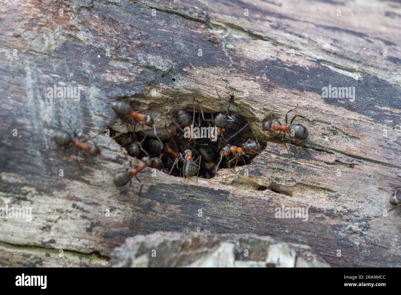 Nahaufnahme von Holzameisen in einem Loch in Burnham Beeches, Buckinghamshire, Großbritannien. Stockfoto