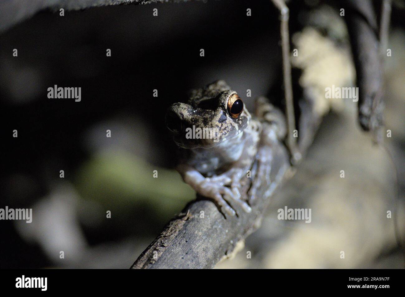 Entdecken Sie den Zauber des malaysischen Regenwalds durch eine atemberaubende Makroaufnahme eines lebendigen Frosches. Die Wunder der Natur enthüllt! 🌿🐸 Stockfoto