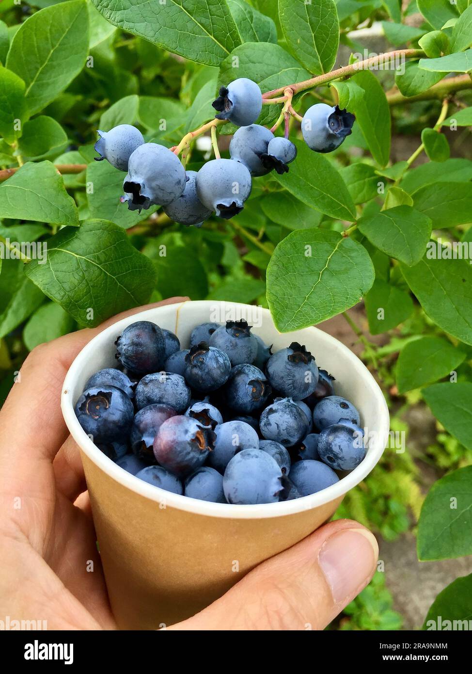 Tasse mit frisch gepflückten Blaubeeren vor einer Heidelbeerpflanze im Garten im Sommer. Stockfoto