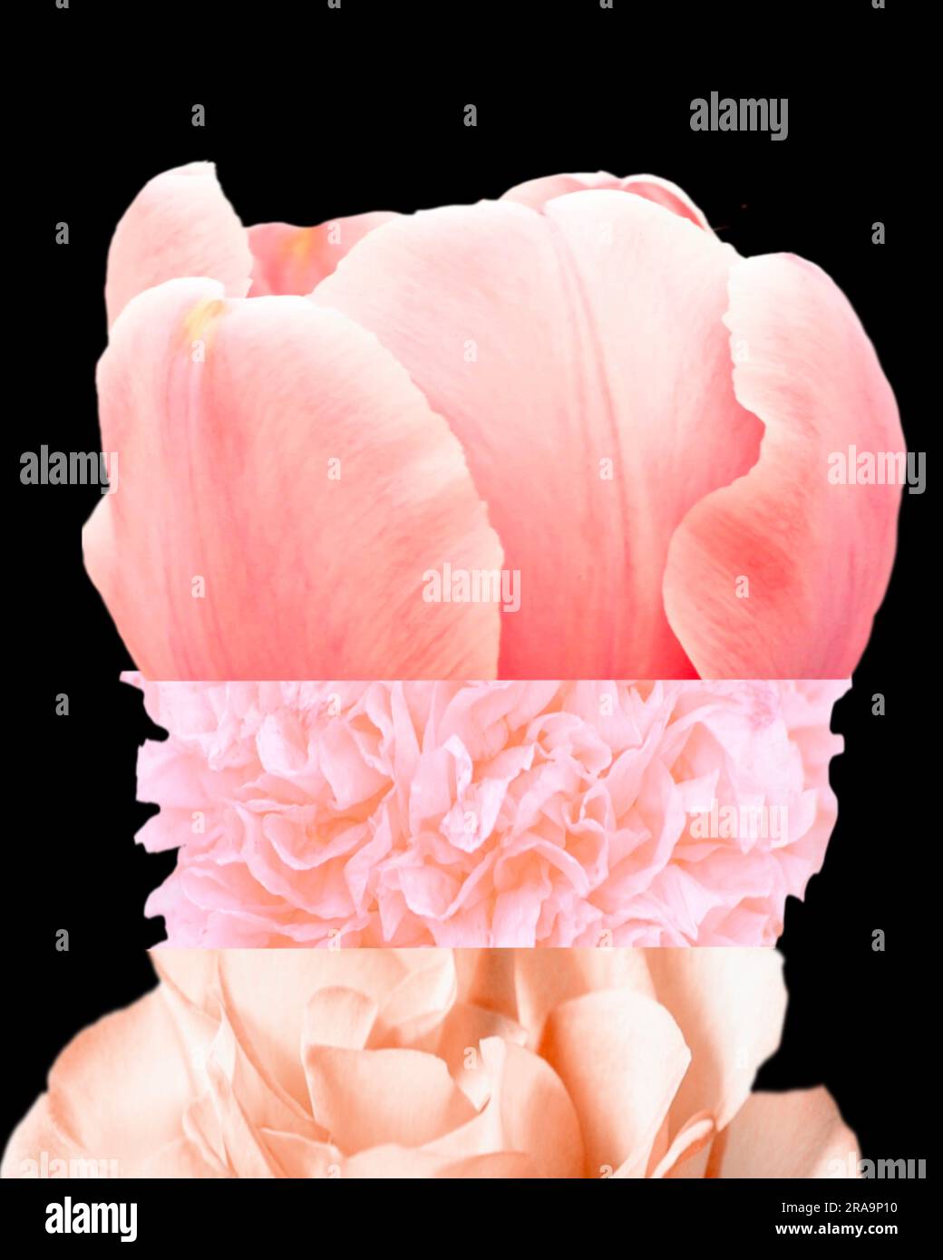 Farbenfrohes Mashup mit abstraktem Blumenmuster auf schwarzem Hintergrund Stockfoto