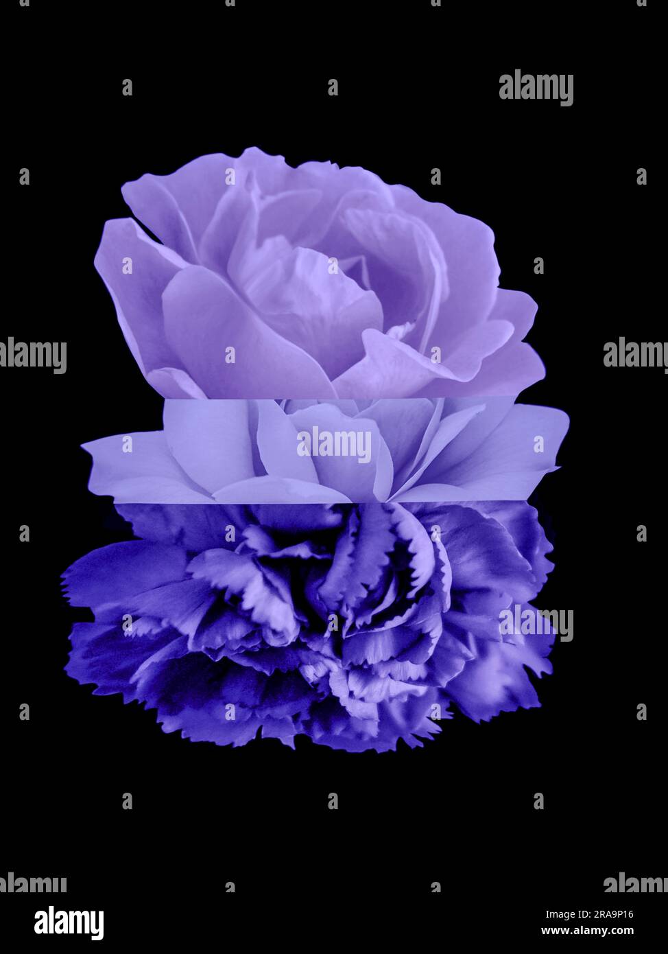 Farbenfrohes Mashup mit abstraktem Blumenmuster auf schwarzem Hintergrund Stockfoto