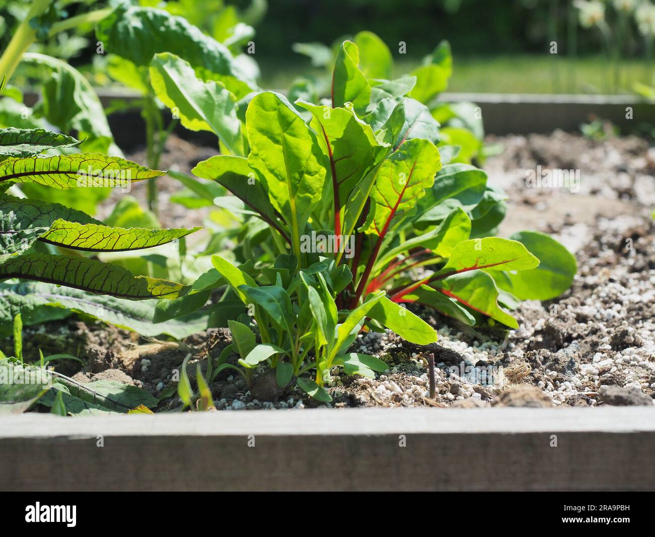 Bio-Gemüse im Garten Hochbeet im Naturgarten, junge Rüben Stockfoto