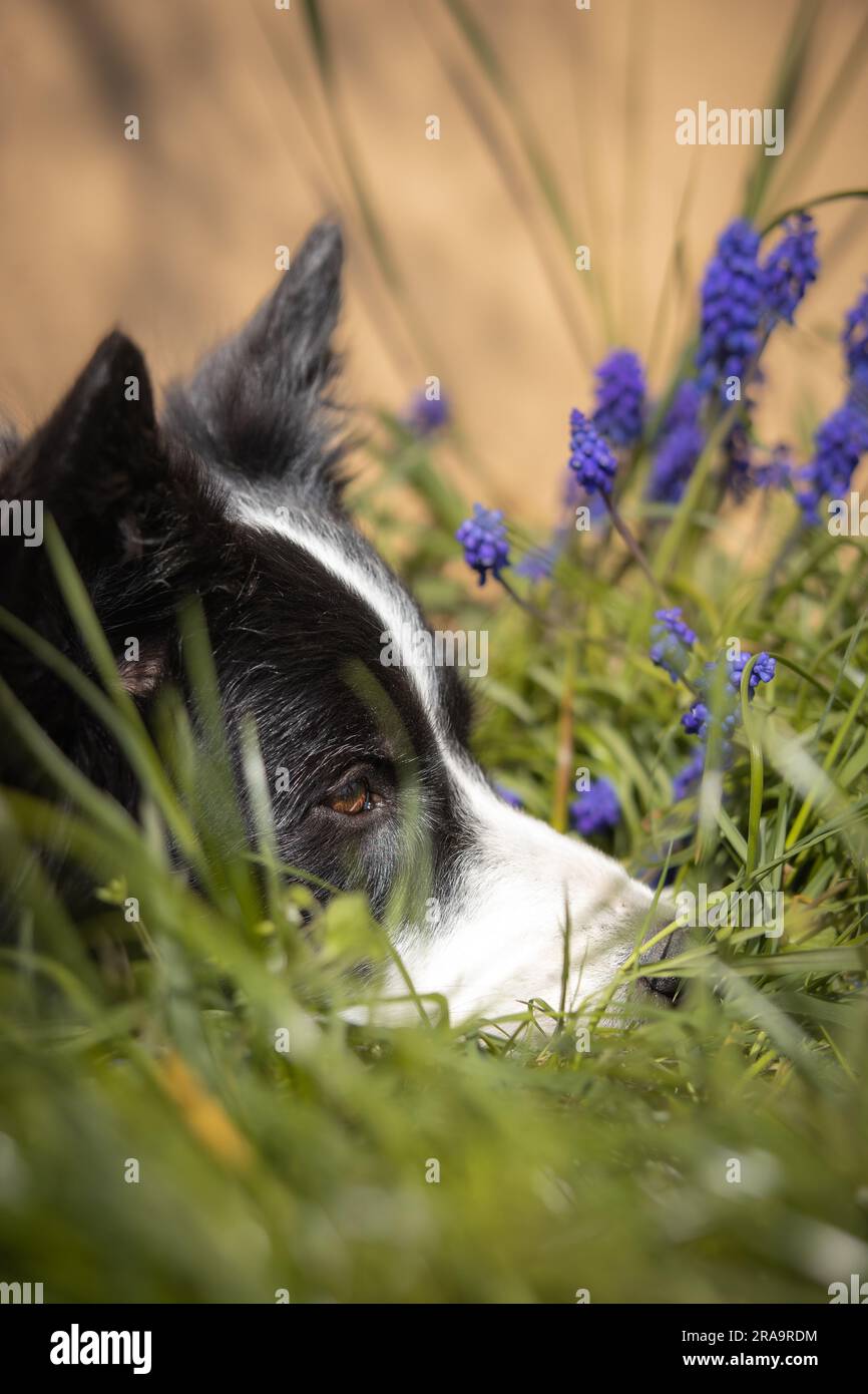 Seitenporträt von Border Collie Head in Grass während der Frühlingssaison. Profil von süßem schwarzem und weißem Hund. Stockfoto