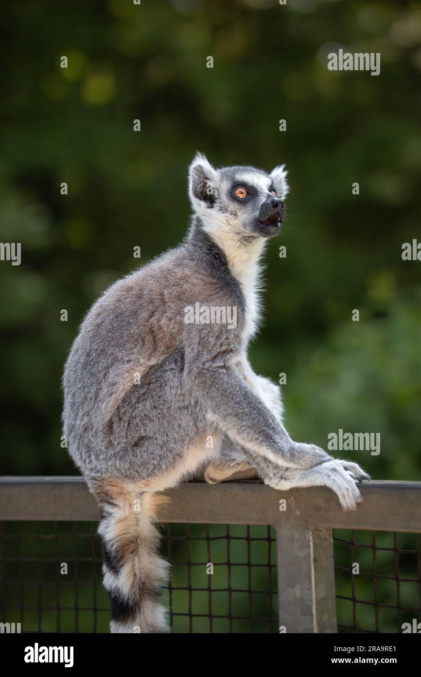 Porträt von Lemur Catta mit offenem Mund im Zoo. Vertikaler Ringschwanz-Lemur, der im Zoologischen Park auf einem Zaun sitzt. Stockfoto