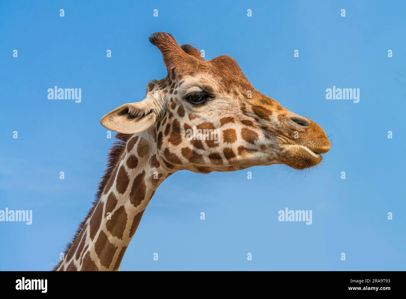 Details Nahaufnahme Porträt des Giraffenkopfes mit blauem Himmel Stockfoto