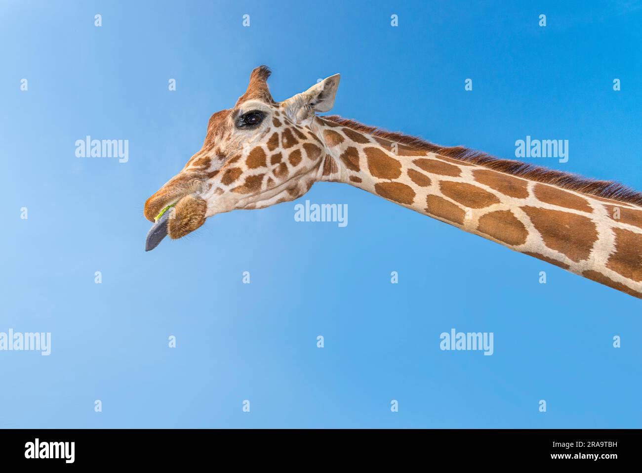 Details Nahaufnahme Porträt des Giraffenkopfes mit blauem Himmel Stockfoto