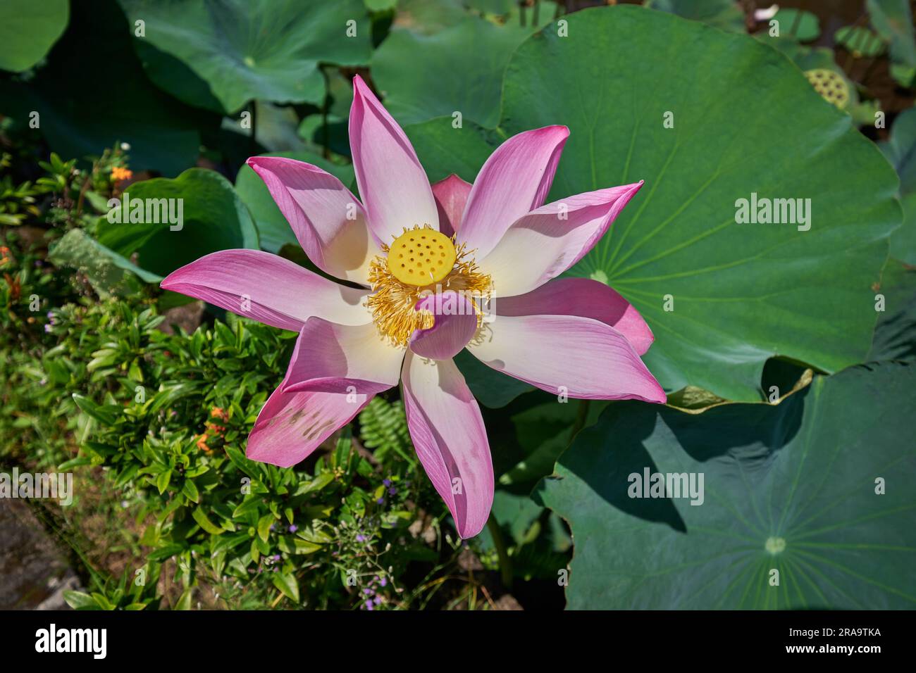 Nelumbo nucifera, auch bekannt als heiliger Lotus, Laxmi Lotus, indischer Lotus, Wasserlilie oder einfach Lotus, Familie Nelumbonaceae. Stockfoto