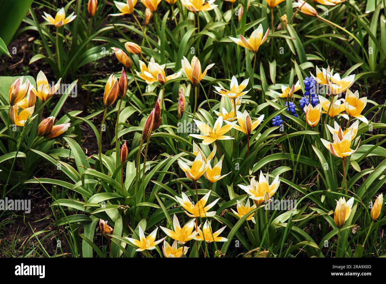 Tulip lat.Tulipa tarda ist eine Art von mehrjährigen, bauchigen, krautigen Pflanzen aus der Gattung Tulip der Familie der Liliaceae. Stockfoto