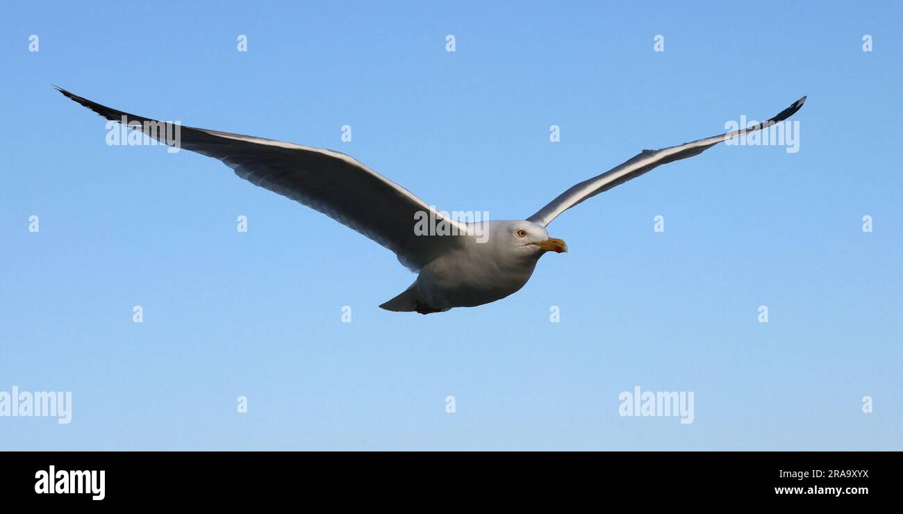 Eine Möwe im Flug Stockfoto