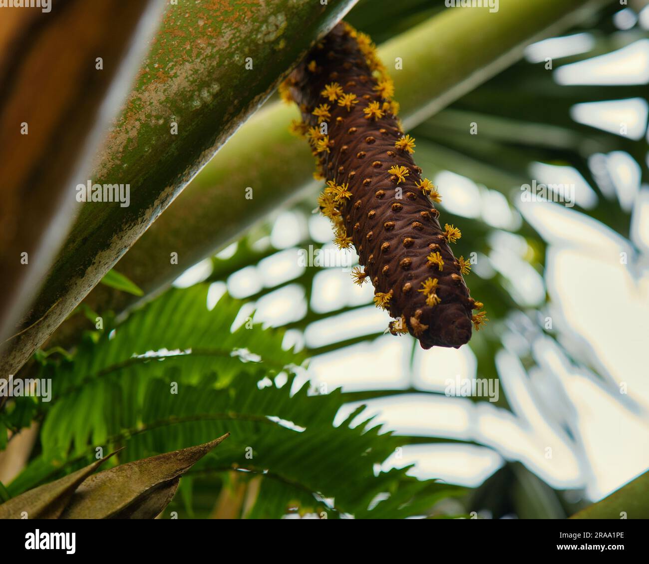 Der männliche Coco de mer Tree, die gelben Blüten auf dem Männchen, zeigt, dass er fruchtbar ist. Mit Wind können Eidechsen und Bienen die weiblichen Bäume bestäuben Stockfoto