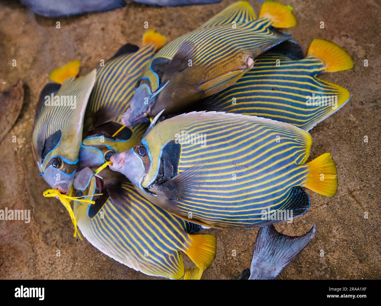 Blue Tang, Fisch von Palmenchirurgen (Paracanthurus hepatus), der auf dem Stadtmarkt in Victoria verkauft wird Stockfoto
