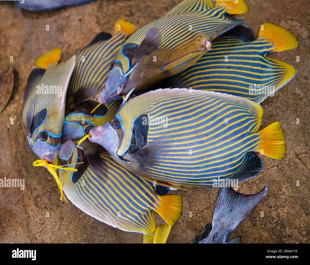 Blue Tang, Fisch von Palmenchirurgen (Paracanthurus hepatus), der auf dem Stadtmarkt in Victoria verkauft wird Stockfoto