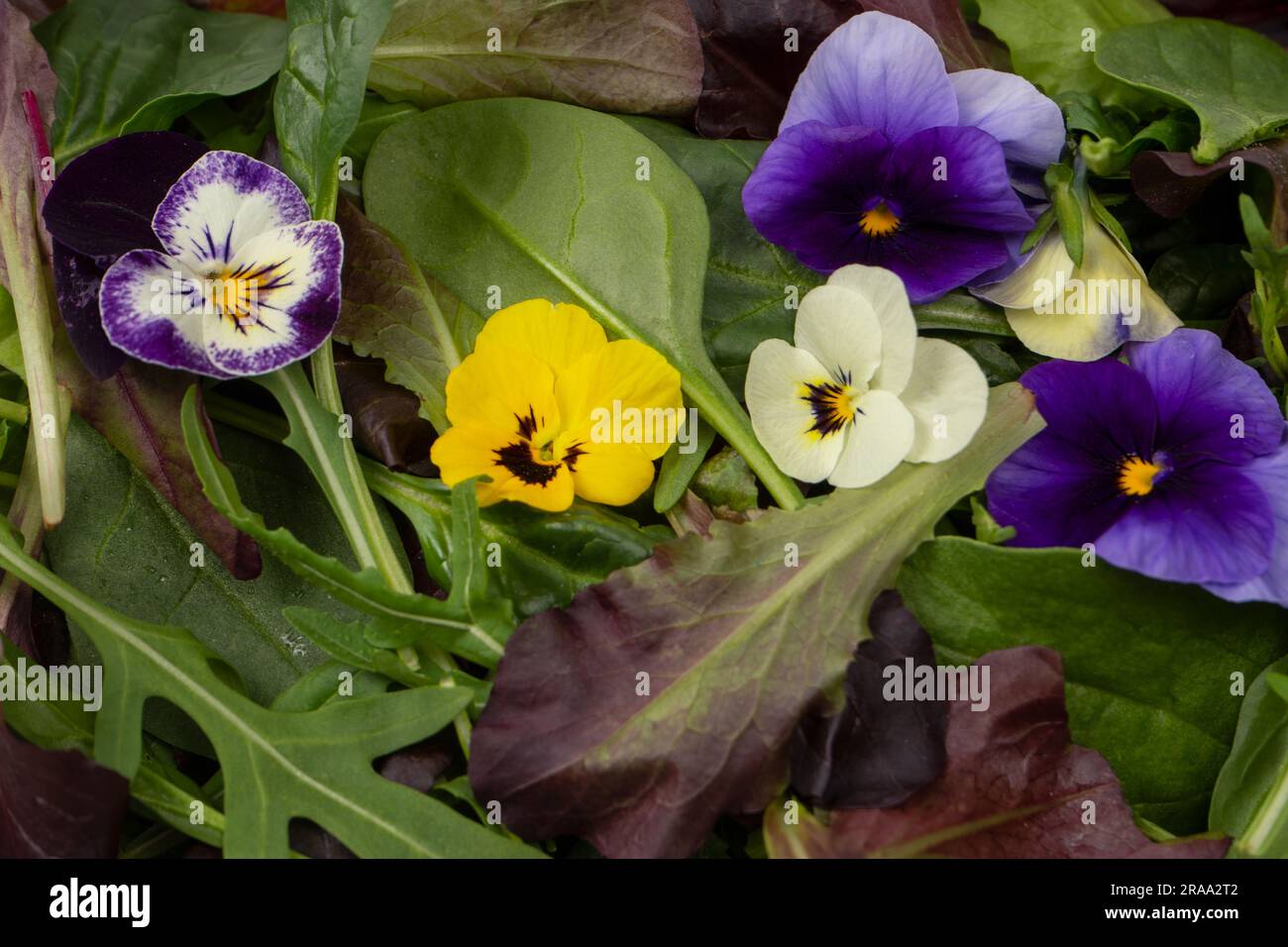 Frische Salatmischung mit essbaren Blumen. Stockfoto