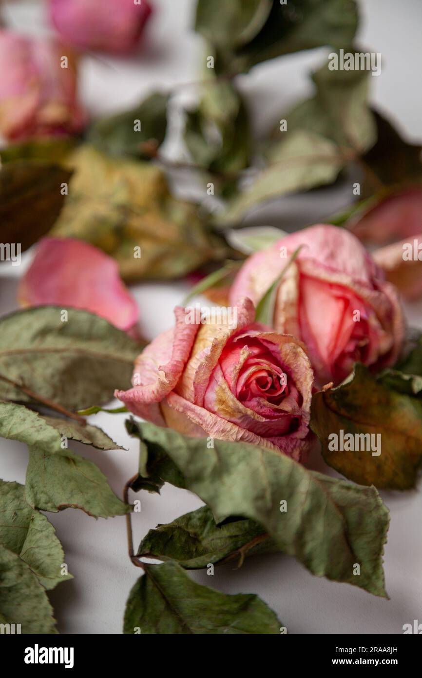 Romantischer Hintergrund mit 2 rosa getrockneten Rosenknospen und verwelkten Blättern. Zwei wunderschöne tote Blumen aus der Nähe als Konzept von vergangener Zeit, Traurigkeit, Depression Stockfoto