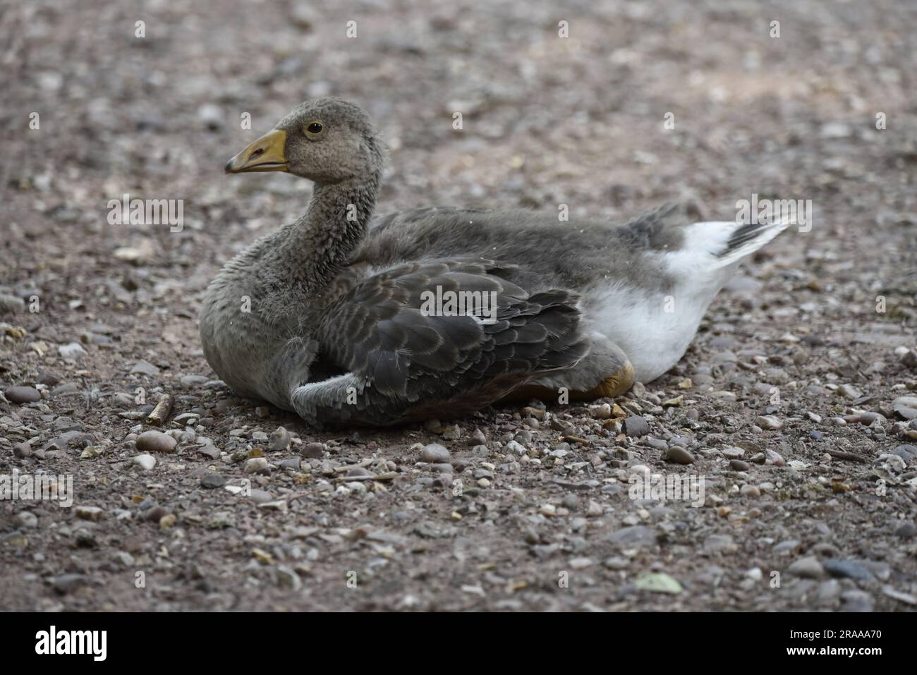 Linkes Profilbild einer Juvenile Greylag Goose (Anser anser), die im Juni auf Schotterboden in einem Park in Staffordshire, England, sitzt Stockfoto