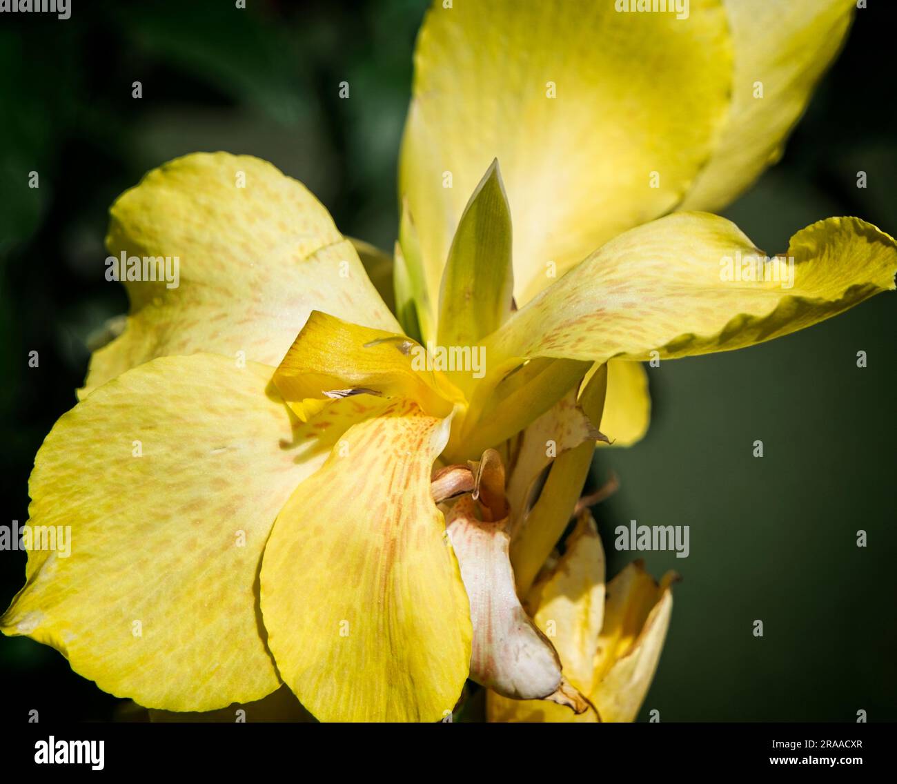 Golden Canna Prince's Island Park Calgary, Alberta Stockfoto