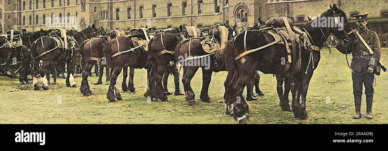 Beschlagnahmte Pferde, ausgestattet mit ihren Armeekugeln, bereit zum Dienst. Datum: August 14 Stockfoto
