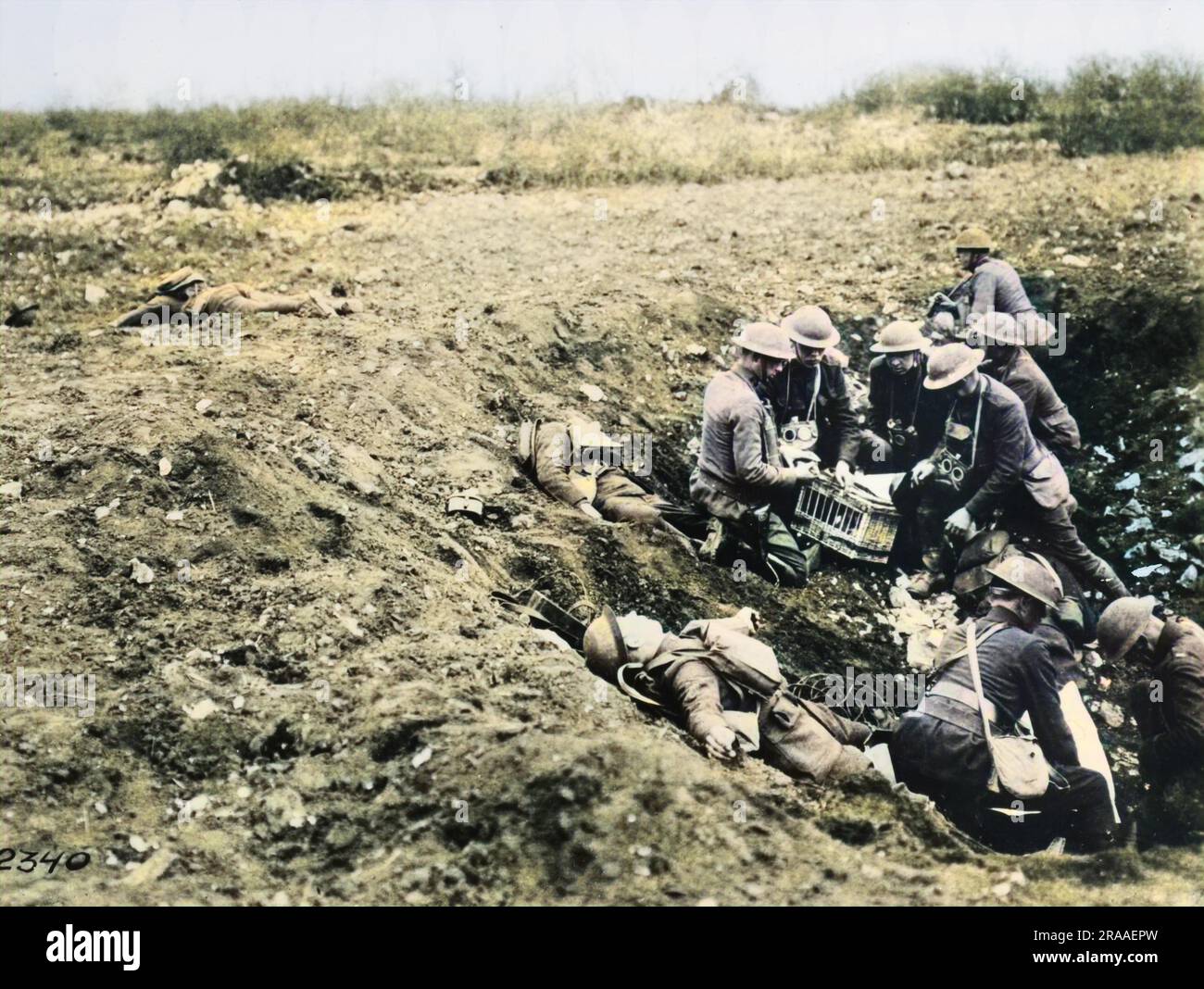 Telefon- und Taubenmänner in einem Muschelloch. Telefonleitungen sind unterbrochen, so dass Nachrichten von Brieftauben an der Westfront in Frankreich während des Ersten Weltkriegs am 25. April 1918 gesendet werden müssen. Datum: 25. April 1918 Stockfoto