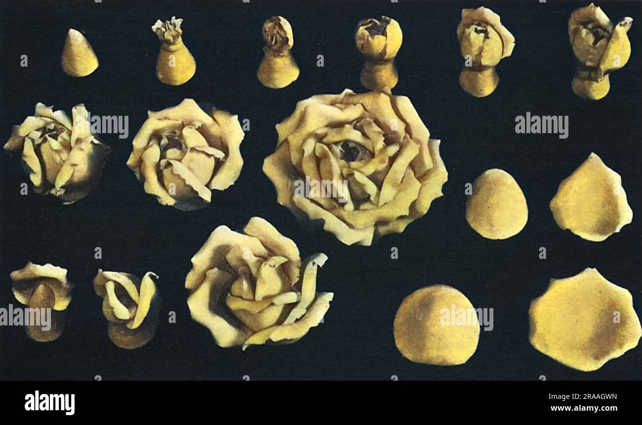 Kuchendesign, Blumenherstellung, zwei Beispiele von Rosen nach Marzipan. Datum: 1936 Stockfoto