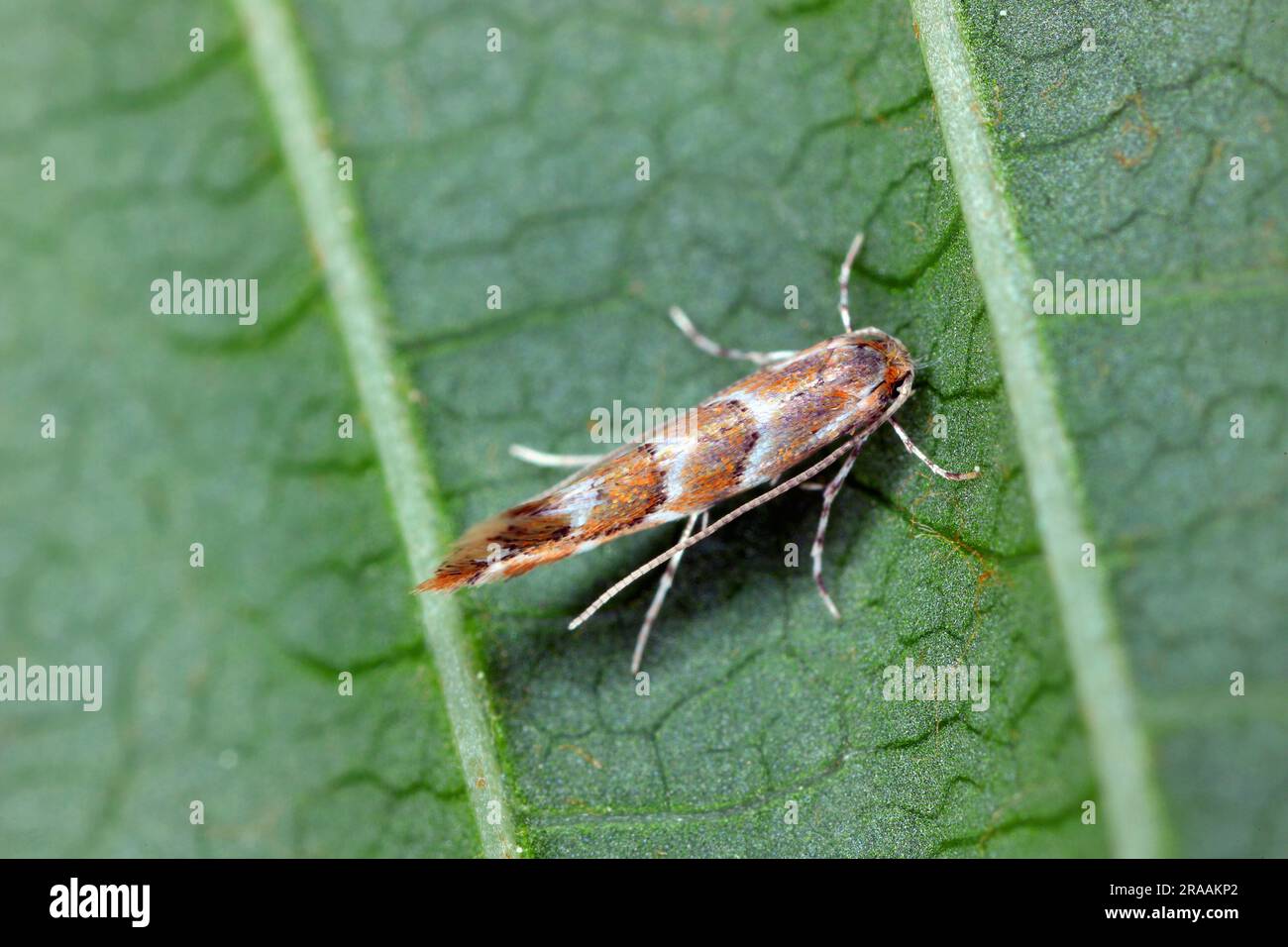 Rosskastanien-Leaf-Miner (Cameraria ohridella), eine winzige orangefarbene Mikromotte und Schädling, die auf dem Blatt des Rosskastanienbaums sitzt. Stockfoto