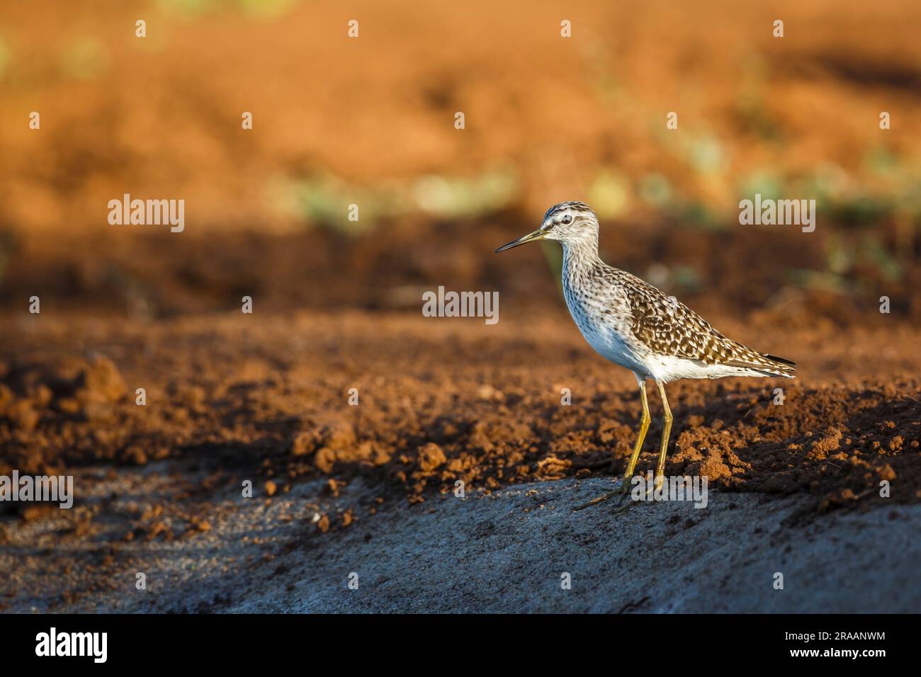 Wood Sandpiper Spaziergang entlang des Wasserlochs im Kruger-Nationalpark, Südafrika; Specie-Familie Tringa glareola von Scolopacidae Stockfoto