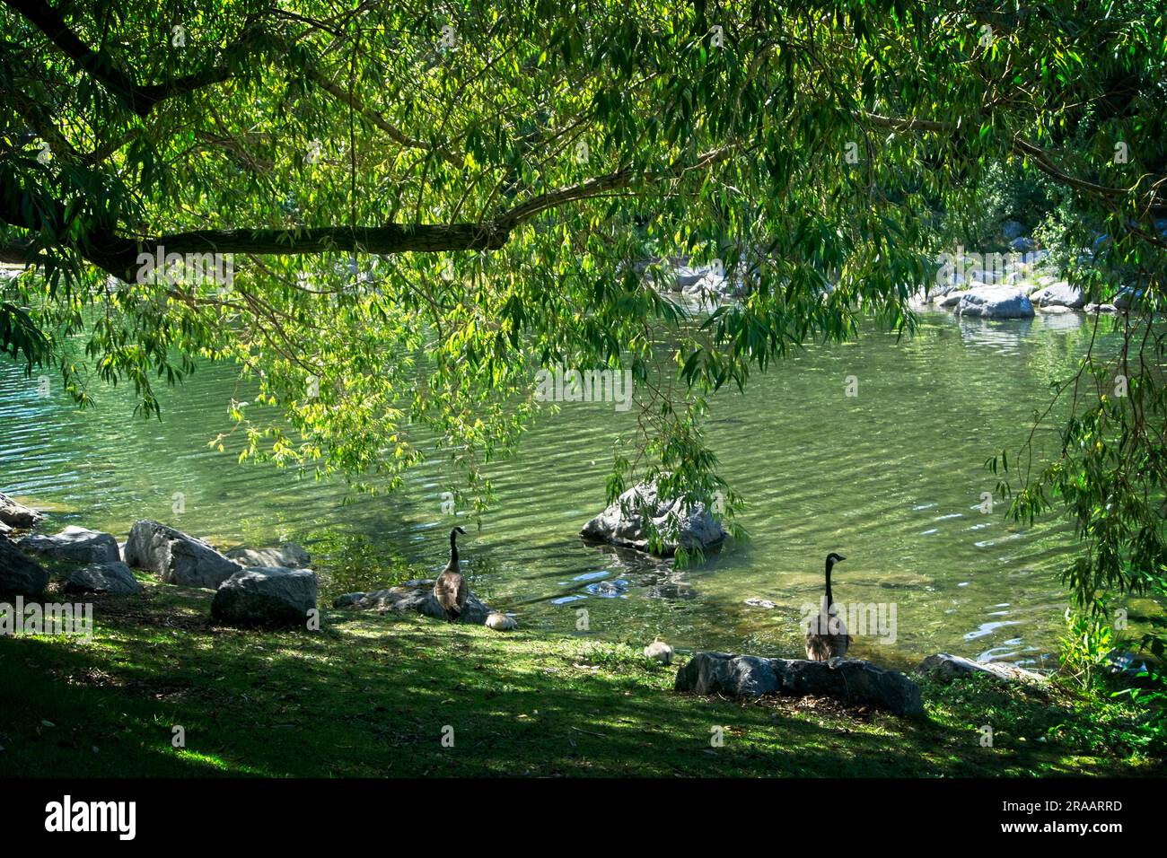 Kanadagans, Prince's Island Park Calgary, Alberta Stockfoto