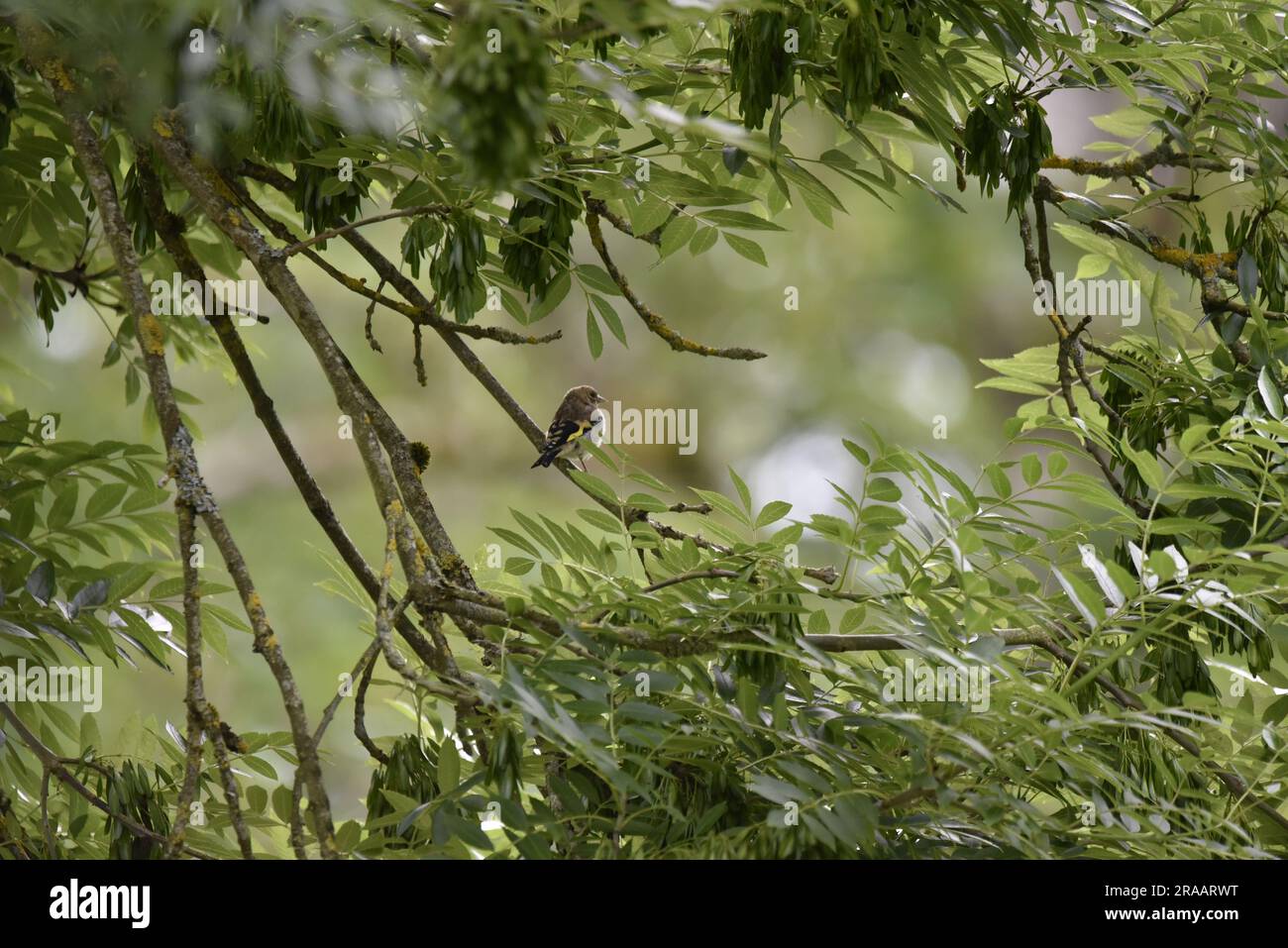 Junger europäischer Goldfink (Carduelis carduelis) hoch oben zwischen Bäumen im Right-Profile, im Sommer in Mid-Wales (Großbritannien) aufgenommen Stockfoto