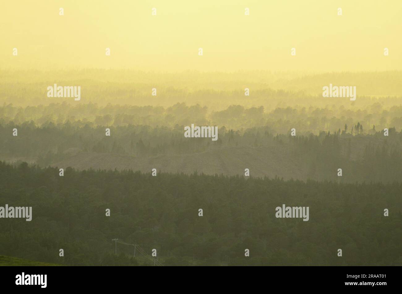 Abendlicher Blick auf den Glenmore Forest Park im Cairngorms National Park, Schottland, Großbritannien Stockfoto