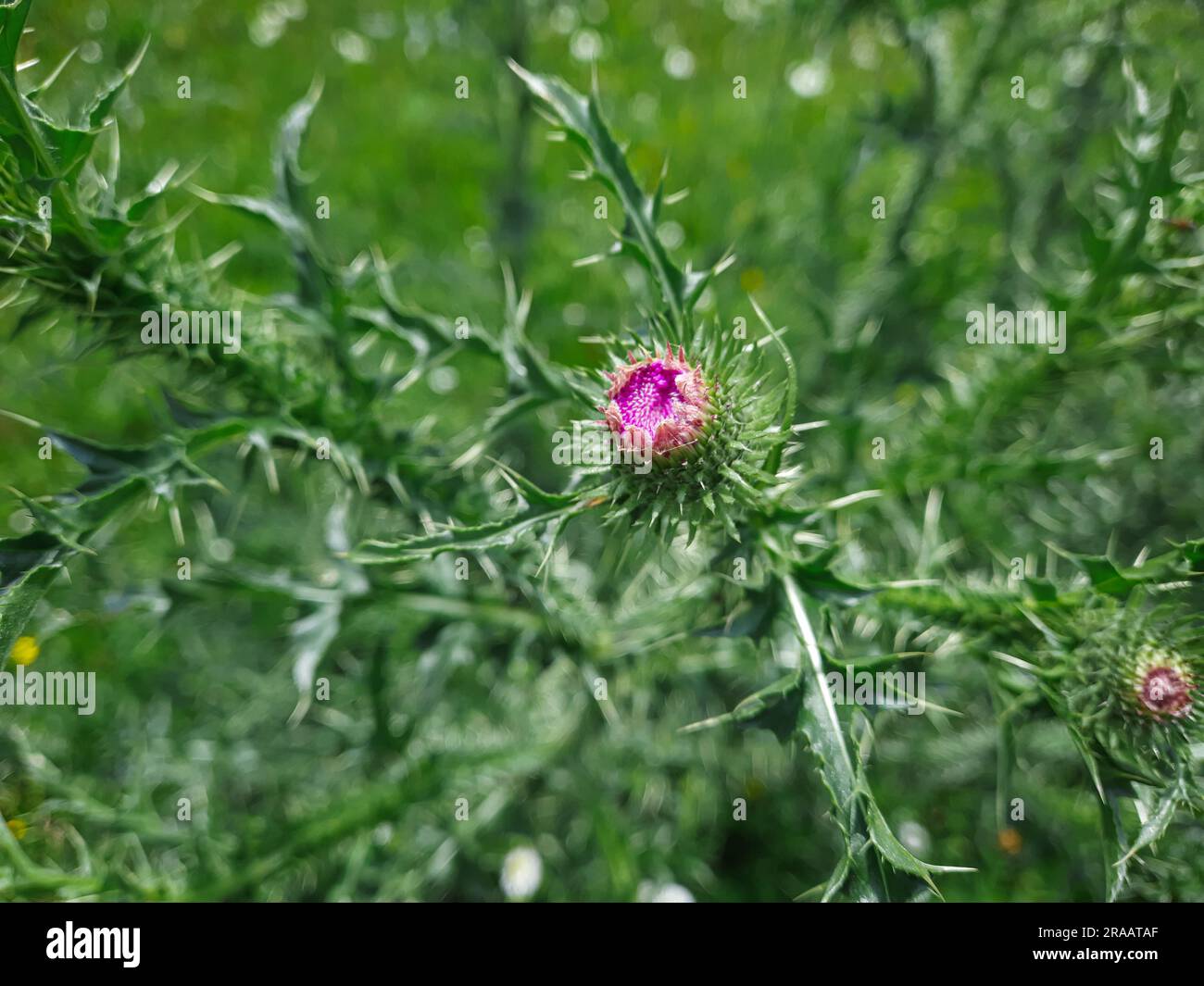 Milchdistelblume auf grünem Stängellila Stockfoto