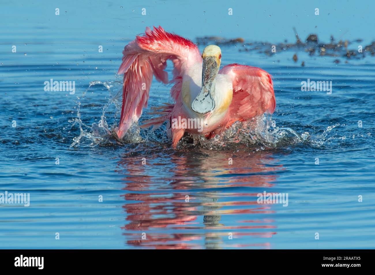 Roseate Spoonbill (Platalea ajaja), Angeln entlang Küstengewässern, S. Florida, USA, von Dominique Braud/Dembinsky Photo Assoc Stockfoto Roseate Spoonbill (Platalea ajaja), Angeln entlang Küstengewässern, S. Florida, USA, von Dominique Braud/Dembinsky Photo Assoc Stockfoto