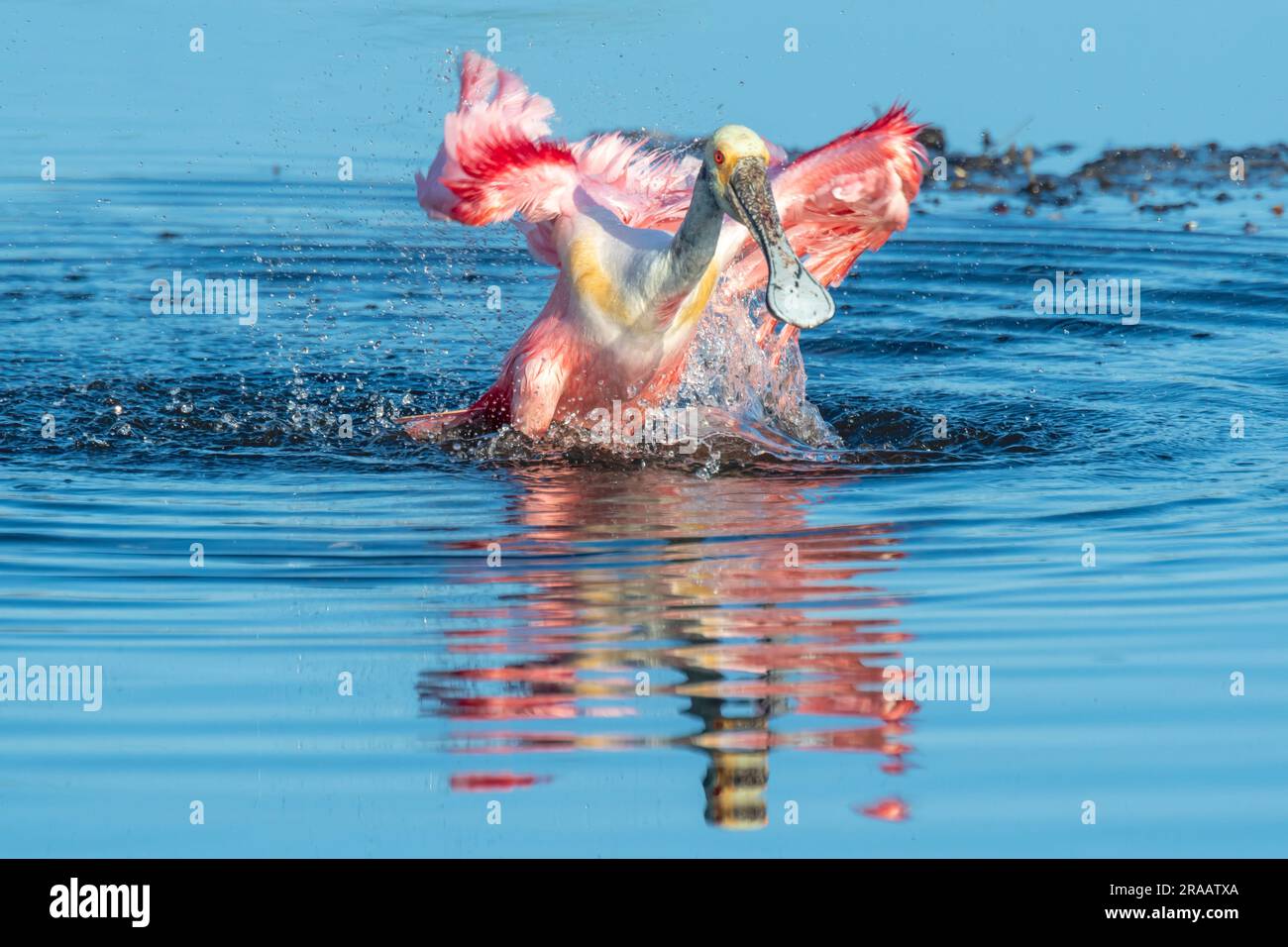 Roseate Spoonbill (Platalea ajaja), Angeln entlang Küstengewässern, S. Florida, USA, von Dominique Braud/Dembinsky Photo Assoc Stockfoto