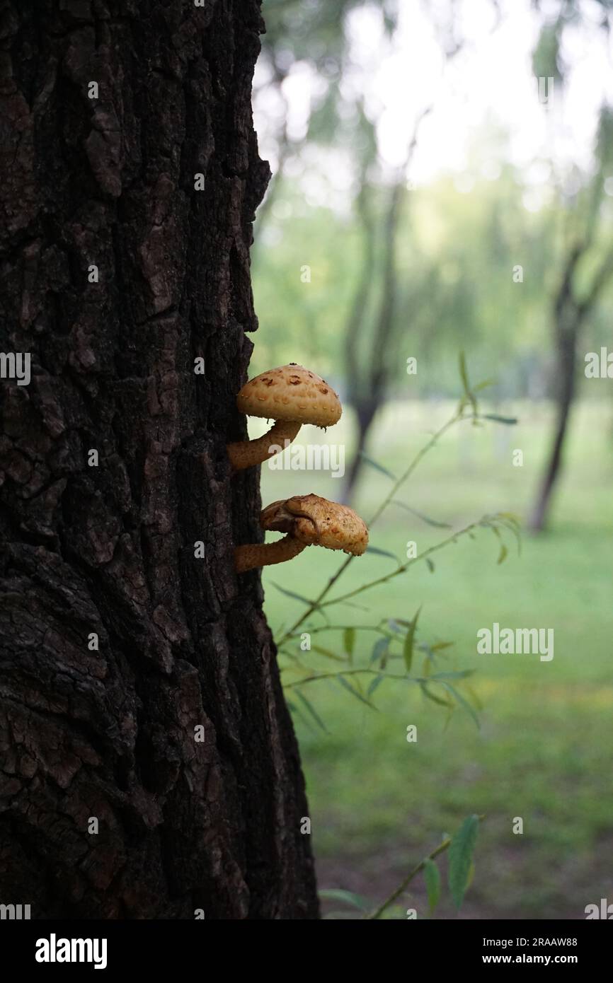 Zwei Pilze auf einem gebrochenen Baumstamm Stockfoto