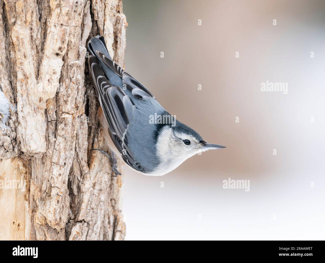 Weissbrustnuthatch (Sitta carolinensis) Futtersuche am Baumstamm, Winter, E USA von Dominique Braud/Dembinsky Photo Assoc Stockfoto