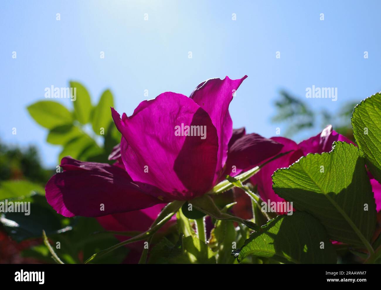 Magentafarbene Rose. Es ist eine rosa rugosa. Andere Namen für diese Pflanze sind Strandrose, japanische Rose, Ramanas-Rose, Ekelbeere Stockfoto