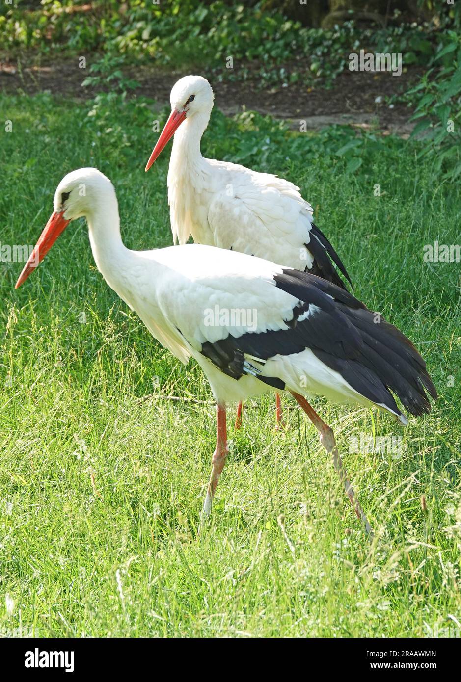 Zwei Störche auf einer Wiese. Ein Storch überholt den anderen Stockfoto