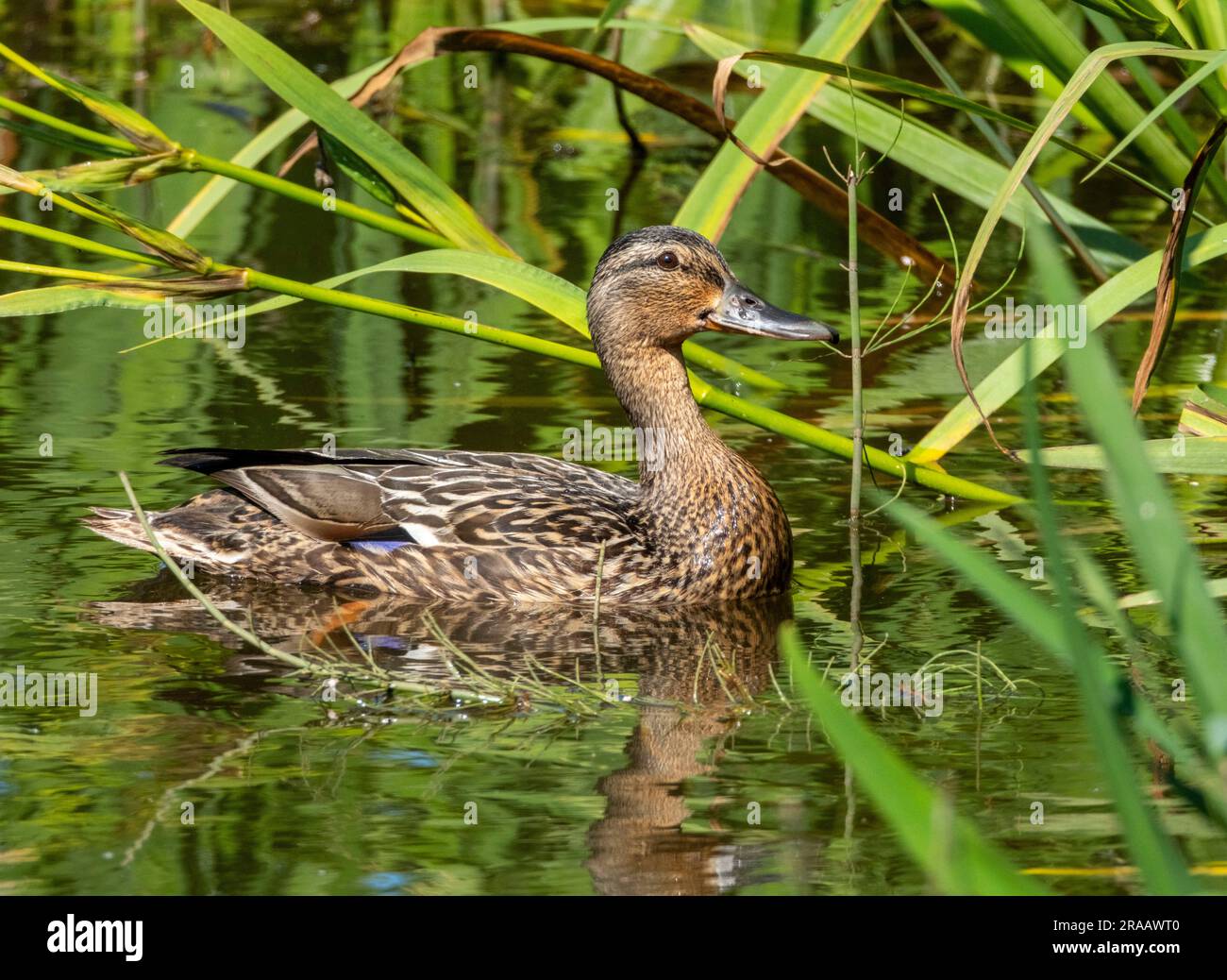 Stockenten-Entenweibchen (Anas platyrhynchos) Loch A' Phuill, Isle of Tiree, Hebriden, Schottland. Stockfoto