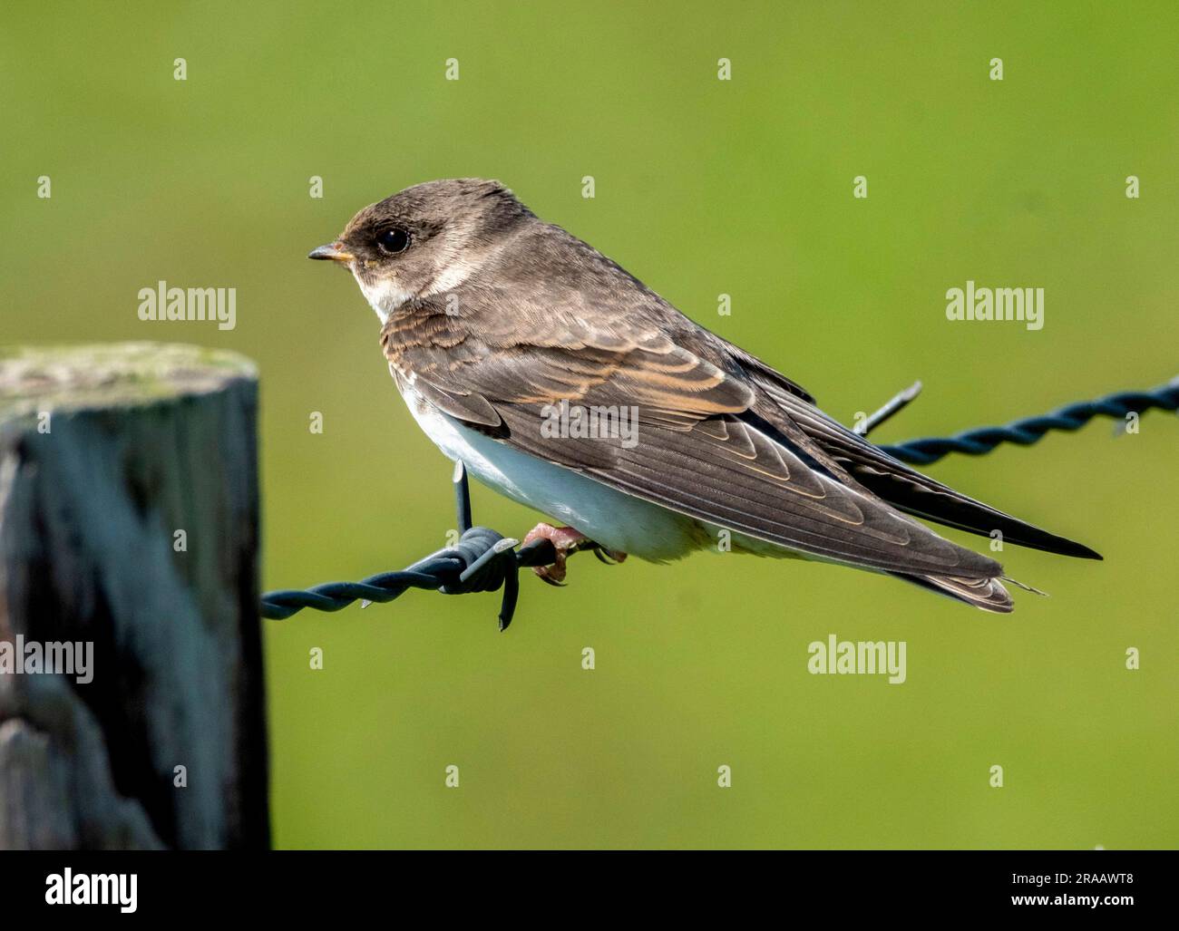 Sand Martin, Riparia Riparia hoch oben auf einem Zaundraht, Balephuil, Insel Tiree, Schottland Stockfoto