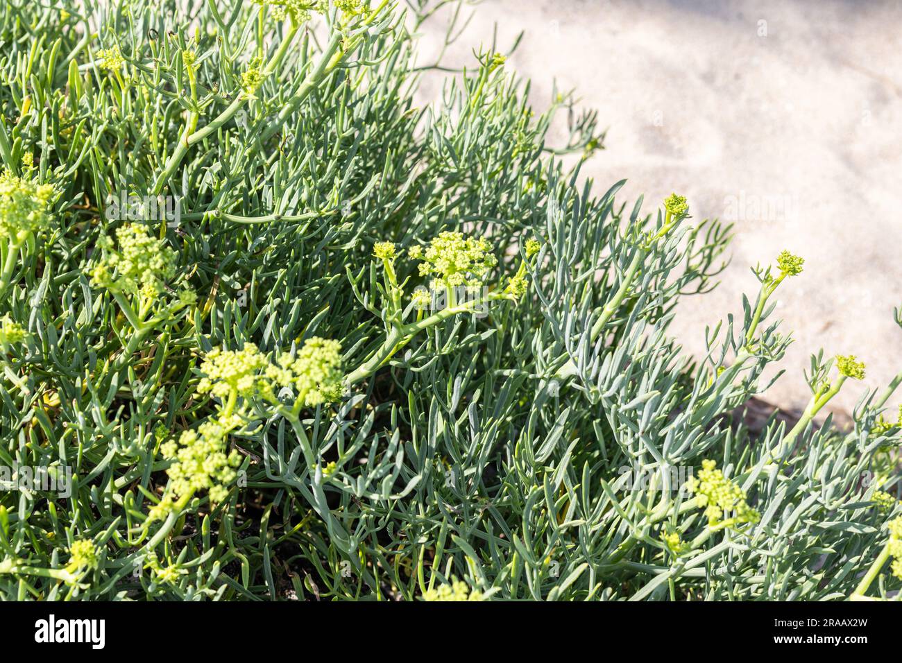 Seefenchel wächst an wilden Stränden. Crithmum maritimum Stockfoto