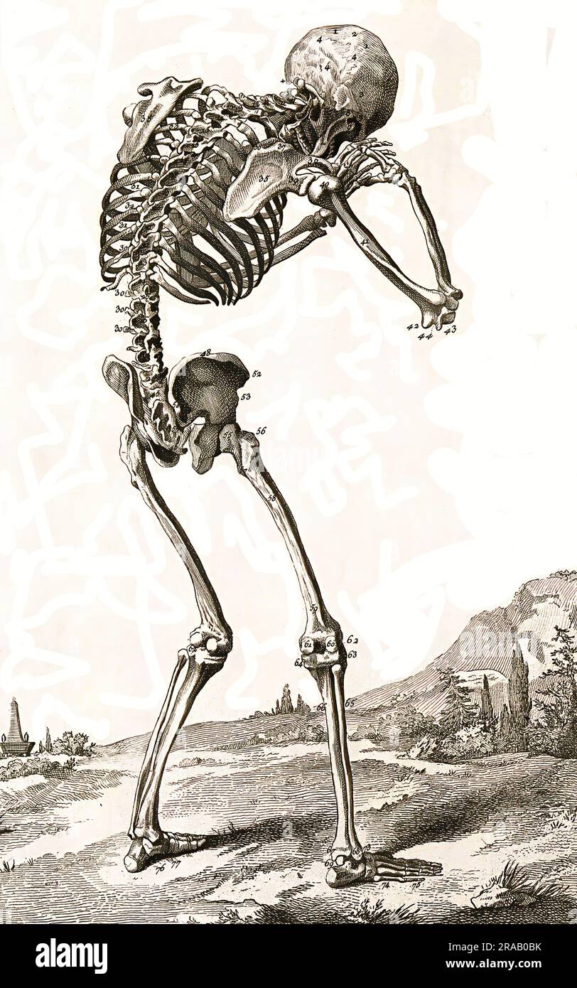 Ein menschliches Skelett, von hinten gesehen, nach vorn gebogen, Hände am Schädel, nach Vesalius, Historische, digital restaurierte Reproduktion eines Originals aus dem 19. Jahrhundert / ein menschliches Skelett, von hinten gesehen, nach vorne gebeugt, die Hände am Schädel gefaltet, nach Vesalius, Historisch, Digitale Restaurierte Reproduktion von einer Vorlage aus dem 19. Hundert Stockfoto