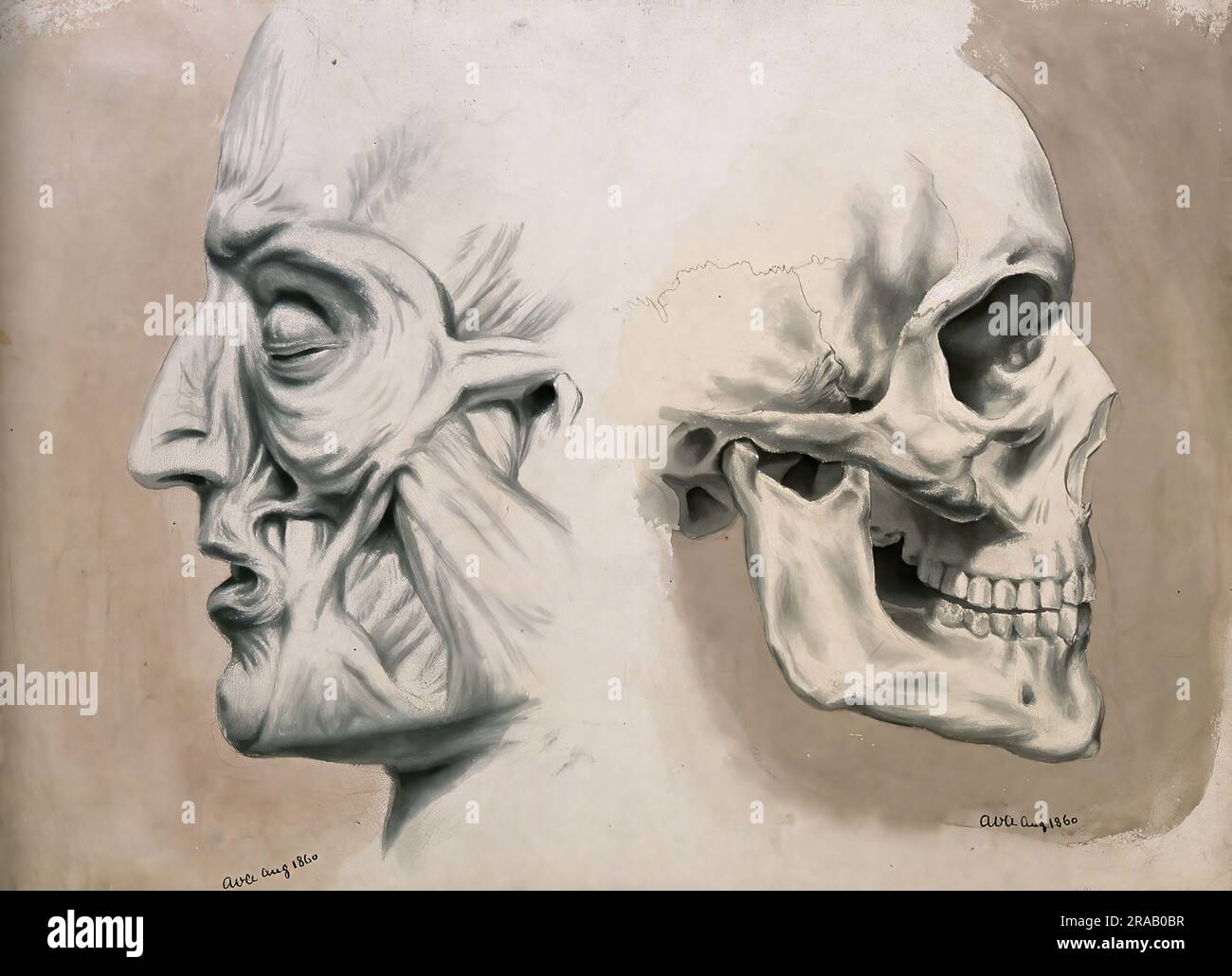 Medizin, Anatomie, zwei Figuren des menschlichen Kopfes im Profil: (Links) mit Muskeln und Sehnen, (rechts) Schädelknochen, historische, digital wiederhergestellte Reproduktion aus einem Original des 19. Jahrhunderts / Medizin, Anatomie, zwei Figuren des menschlichen Kopfes im Profil: (Links) mit Muskeln und Sehnen, (rechts) Schädelknochen, Historisch, Digital Restaurant Reproduktion von einer Vorlage aus dem 19. Hundert Stockfoto