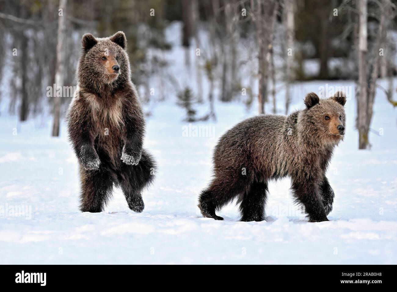 Bärenjungen stehen und beobachten den Schnee Stockfoto