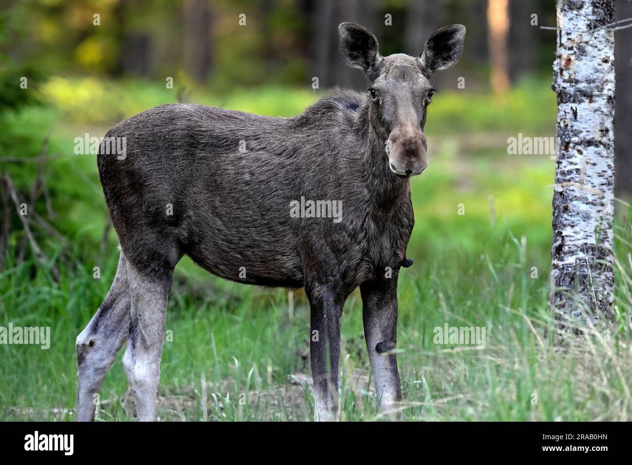 Elch im Wald Stockfoto