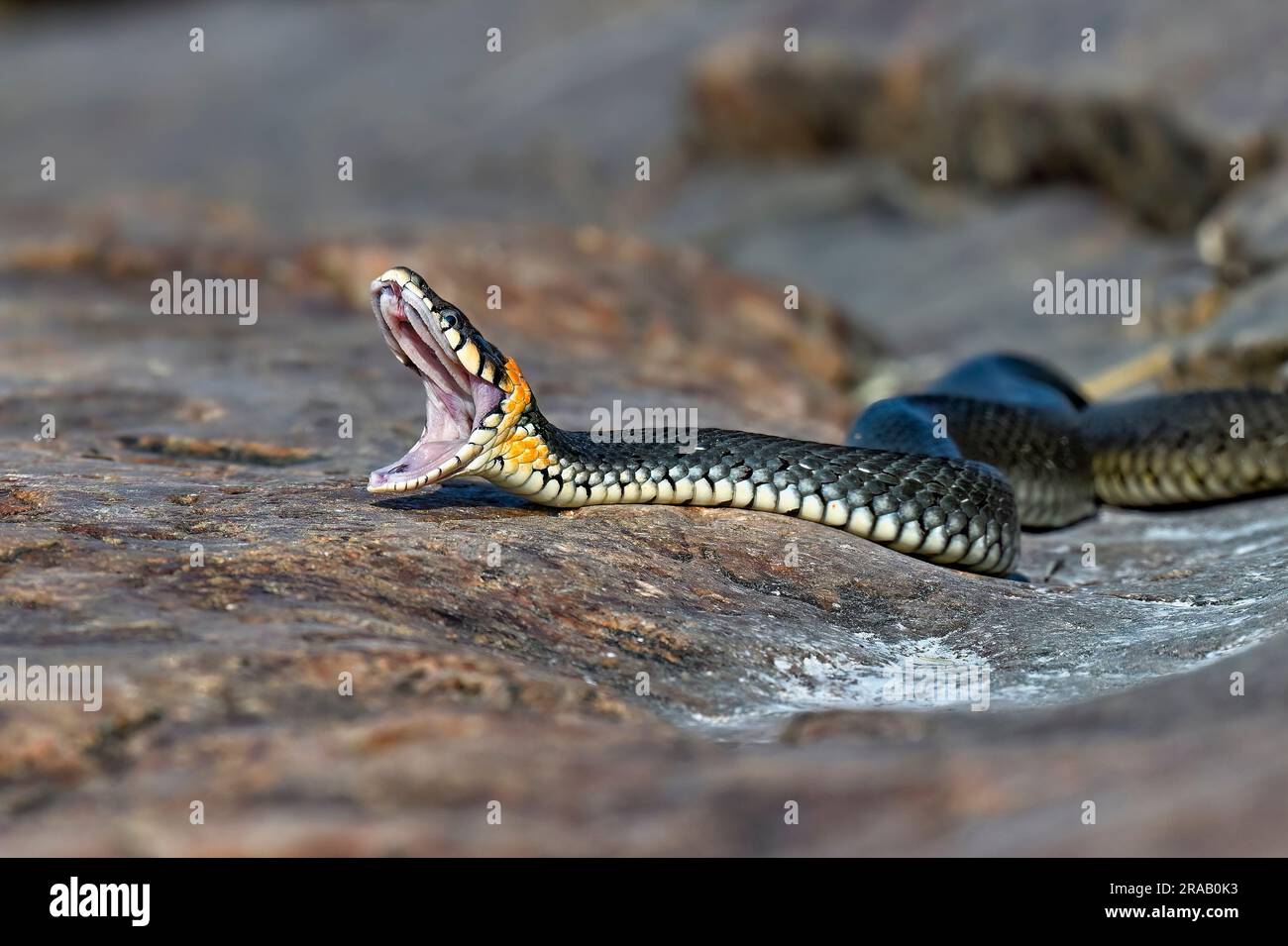 Grasschlange gähnt bei Sonnenaufgang auf dem Felsen Stockfoto