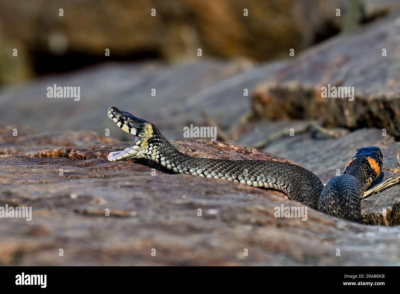 Grasschlange gähnt bei Sonnenaufgang auf dem Felsen Stockfoto